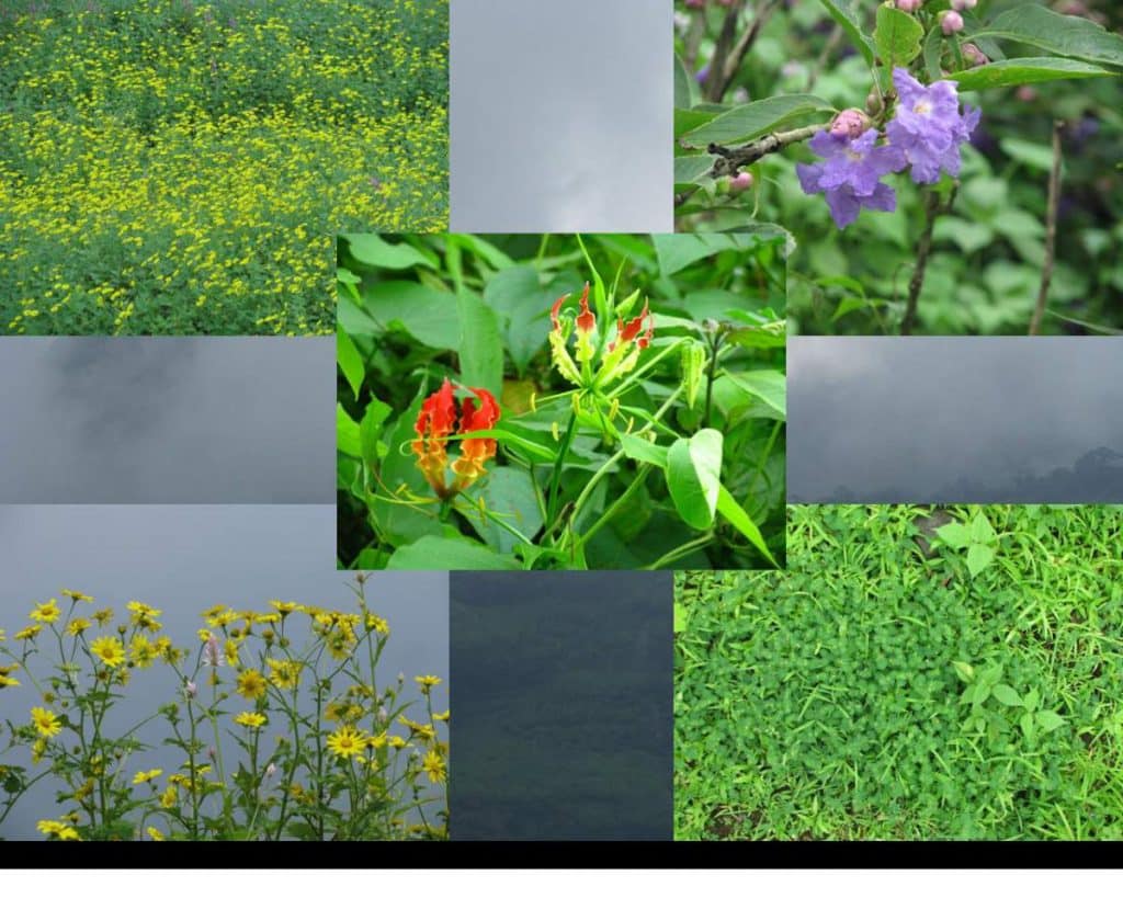 beautiful wild flowers at kalavantin durg 1