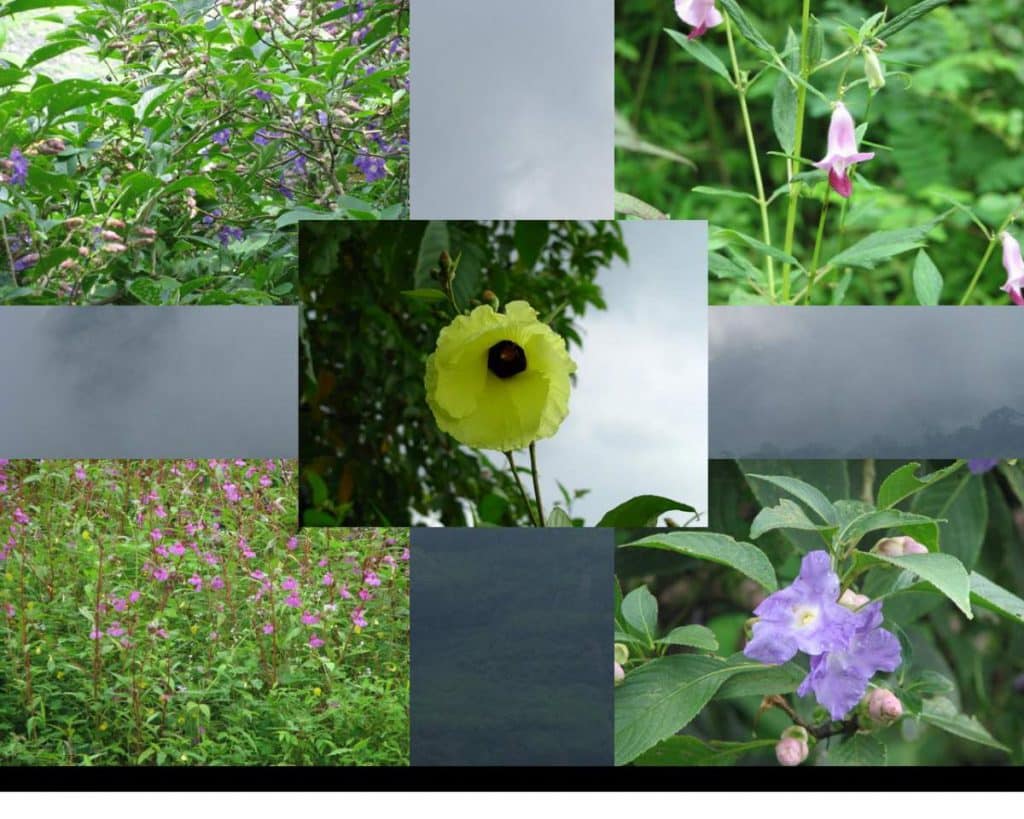 beautiful wild flowers at kalavantin durg 2