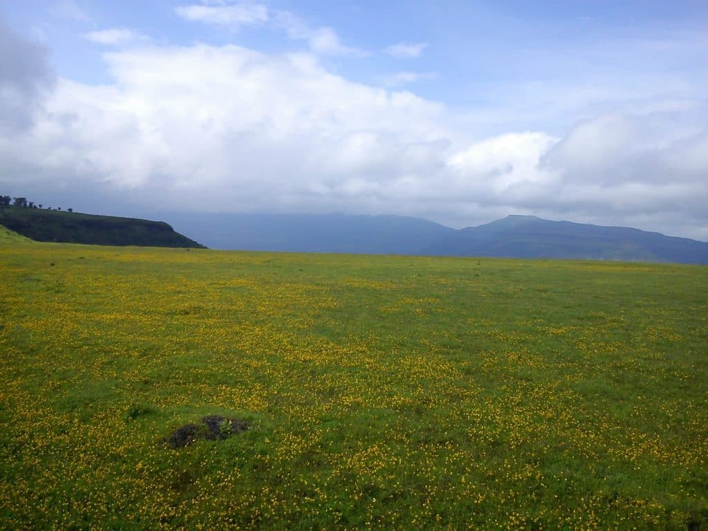 Kaas plateau (Kas pathar) Valley of Flowers Maharashtra [2018 updated]