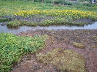 yellow flowers at Kas plateau