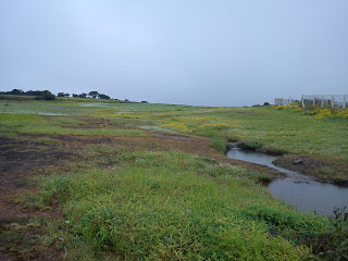 yellow flowers at Kaas plateau