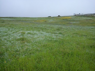 flowers at Kaas plateau