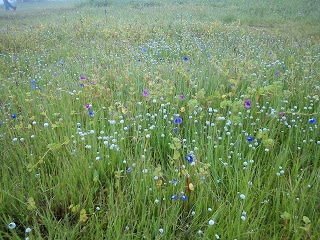 Kas plateau