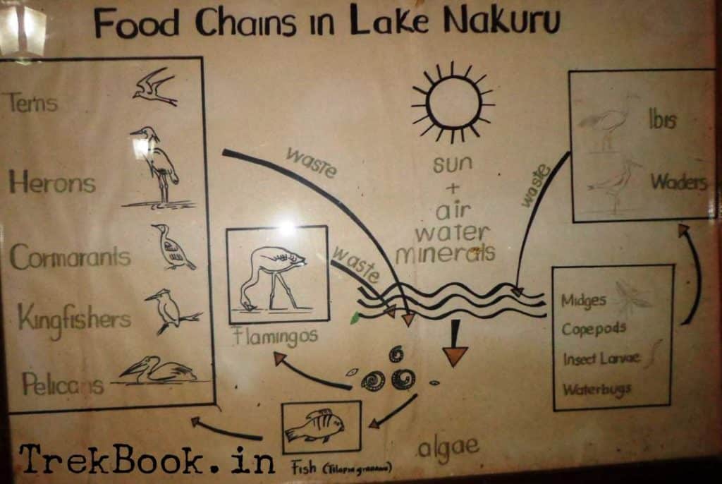 food chains in lake nakaru