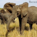 masai mara african elephants in attacking mood on safari van